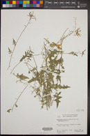 Lyrocarpa coulteri var. apiculata image