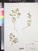 Mirabilis laevis var. crassifolia image