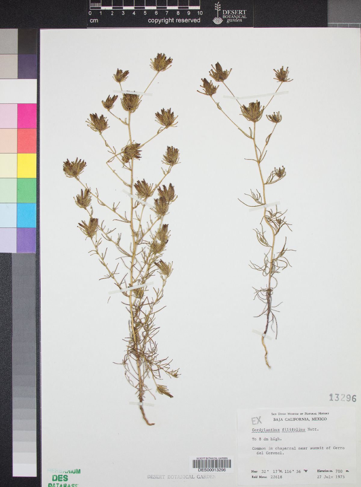 Cordylanthus filifolius image