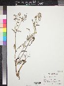 Ellisia chrysanthemifolia image
