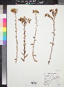 Dudleya albiflora image