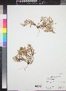 Chorizanthe coriacea image