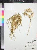 Cuscuta californica var. papillosa image