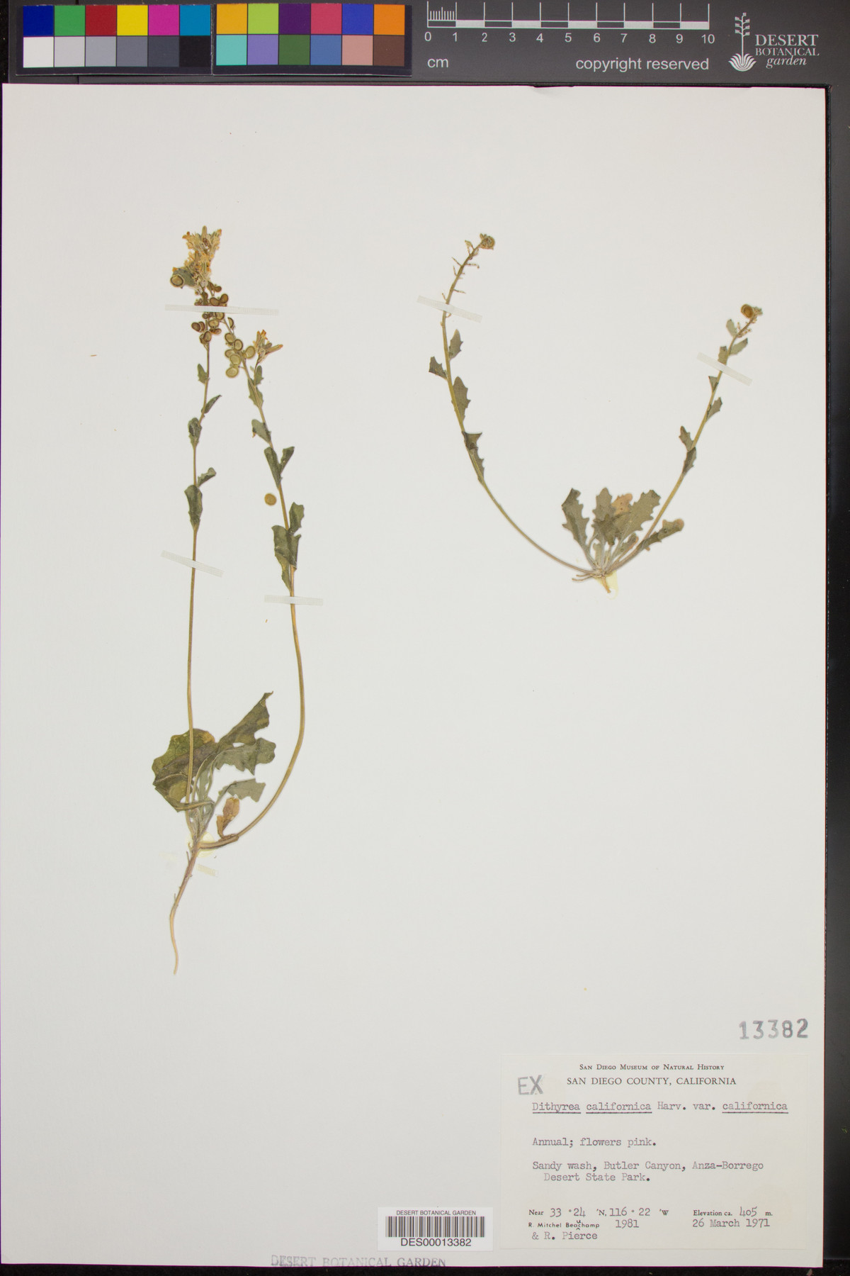 Dithyrea californica var. californica image