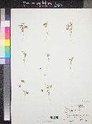 Leptosiphon chrysanthus var. decorus image