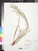 Carex grisea image