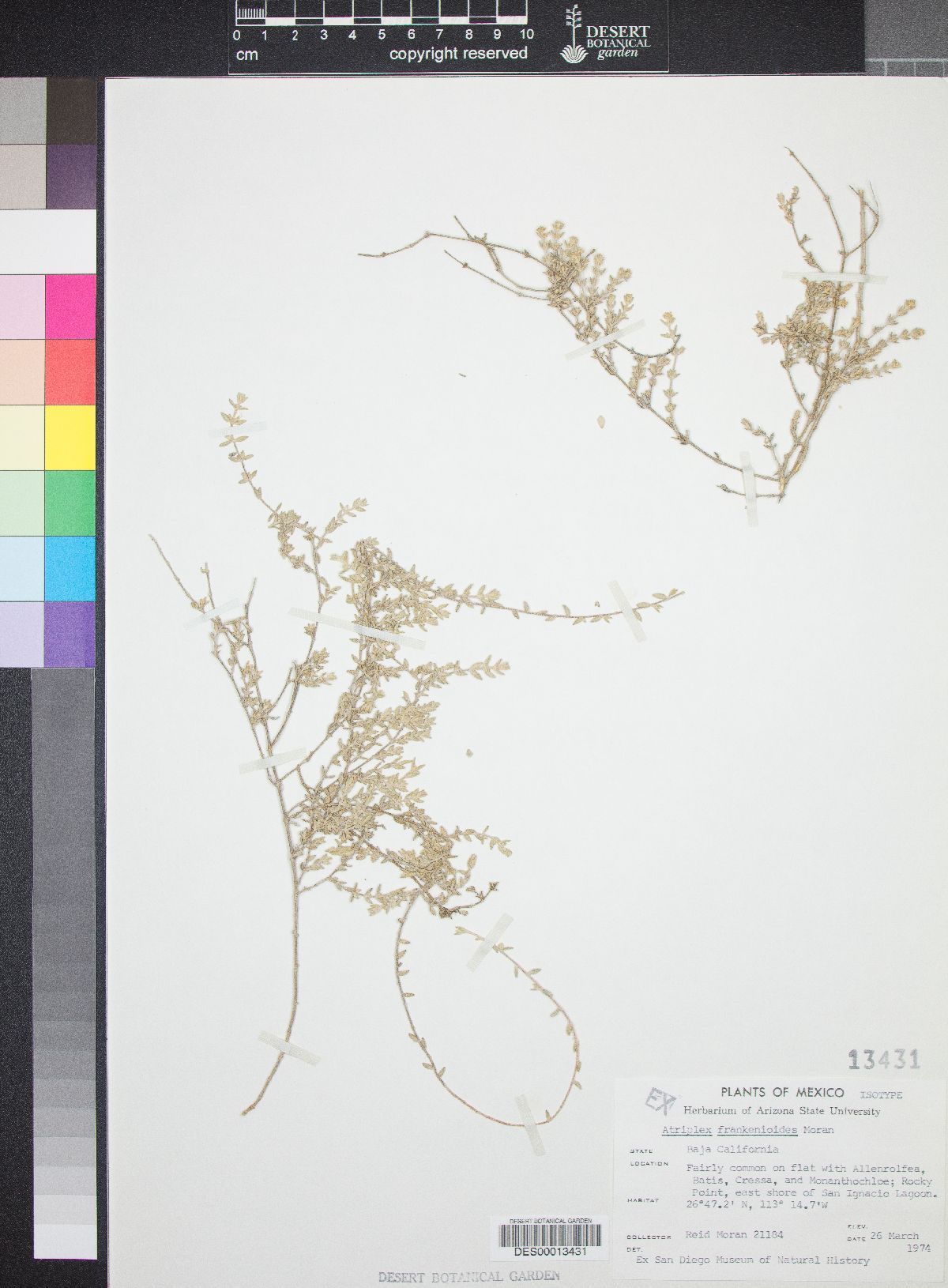 Atriplex frankenioides image