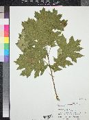 Quercus shumardii image