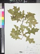 Quercus palustris image