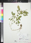 Acalypha ostryifolia image