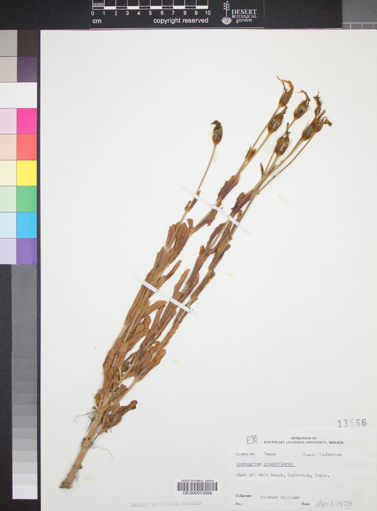 Centaurium erythraea subsp. grandiflorum image