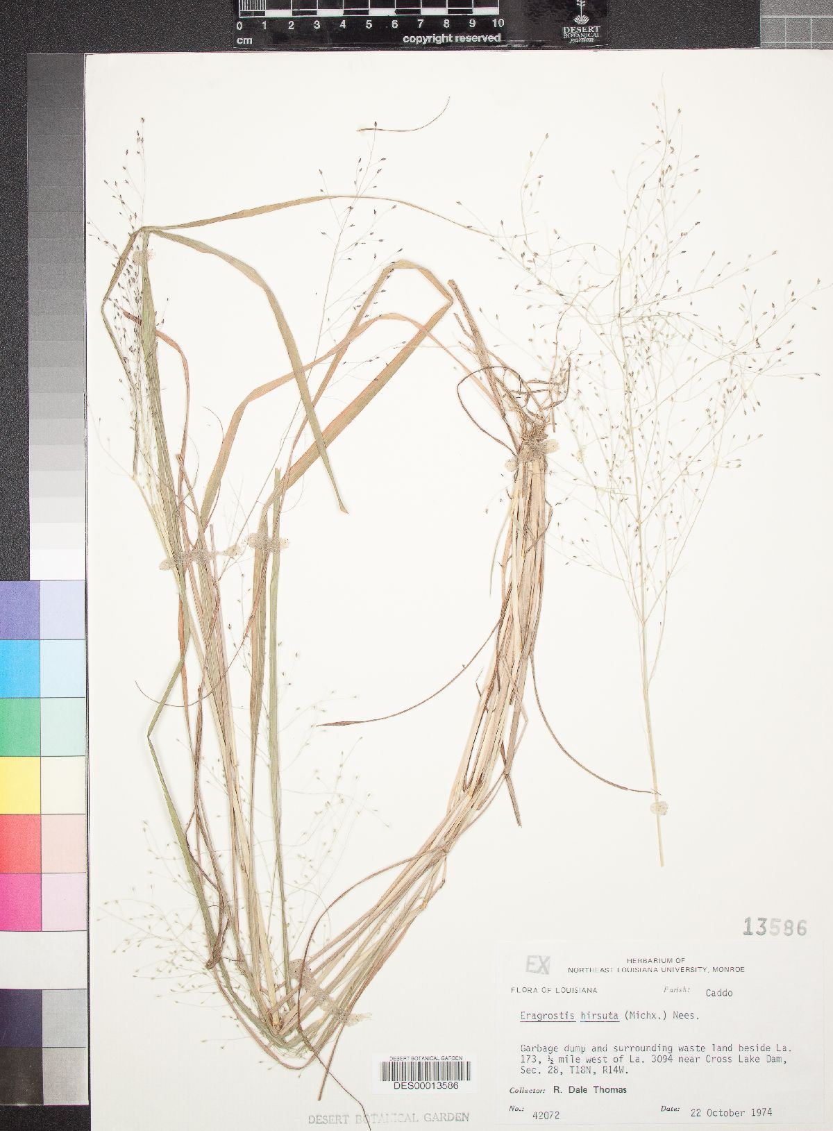 Eragrostis hirsuta image