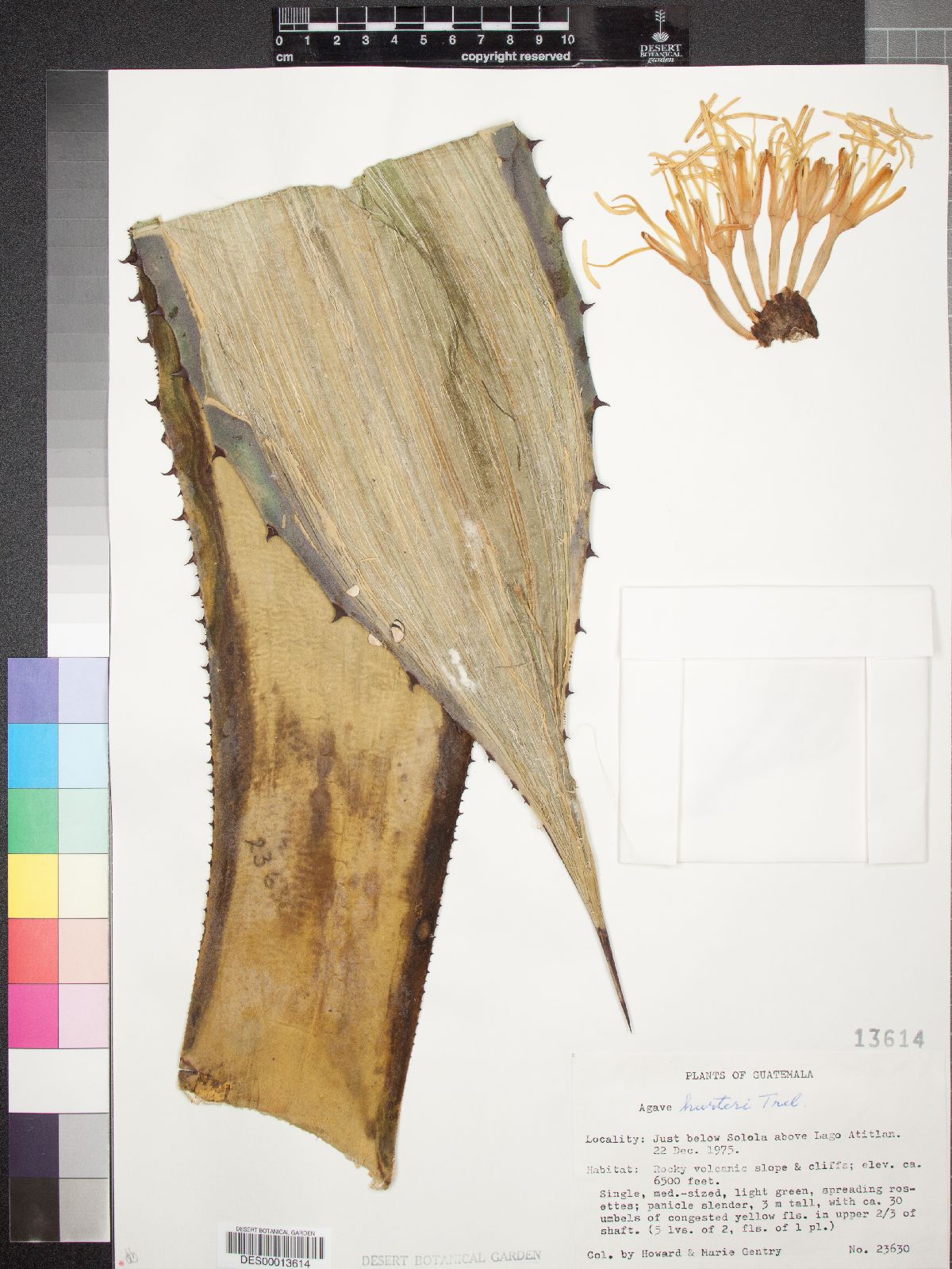 Agave hurteri image