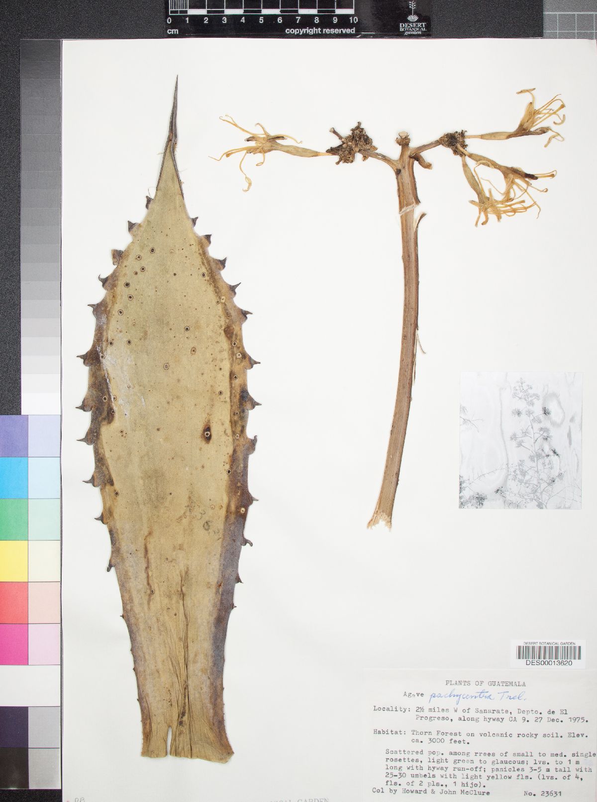 Agave pachycentra image
