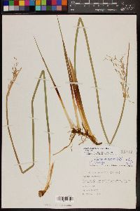 Juncus balticus subsp. ater image