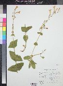 Penstemon pseudospectabilis var. connatifolius image