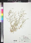 Johnstonella racemosa image