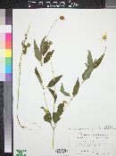 Heliopsis gracilis image