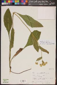 Parthenium integrifolium image