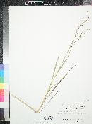 Panicum repens image