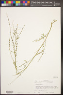 Melilotus officinalis image