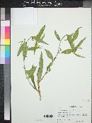 Ludwigia decurrens image