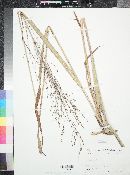 Panicum virgatum image