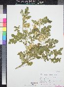 Solanum rostratum image