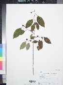 Ilex laevigata image