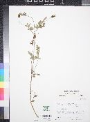 Bidens bipinnata image