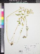 Polemonium caeruleum subsp. amygdalium image