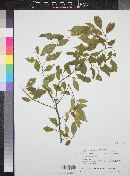 Prunus mexicana image