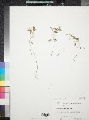 Potamogeton diversifolius var. trichophyllus image
