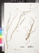 Carex cephalophora image