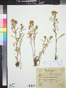 Grindelia squarrosa image