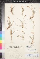 Carex caryophyllea image