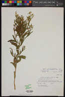 Baccharis salicifolia image