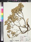 Quercus intricata image