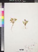 Oenothera primiveris image