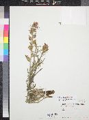 Castilleja chromosa image