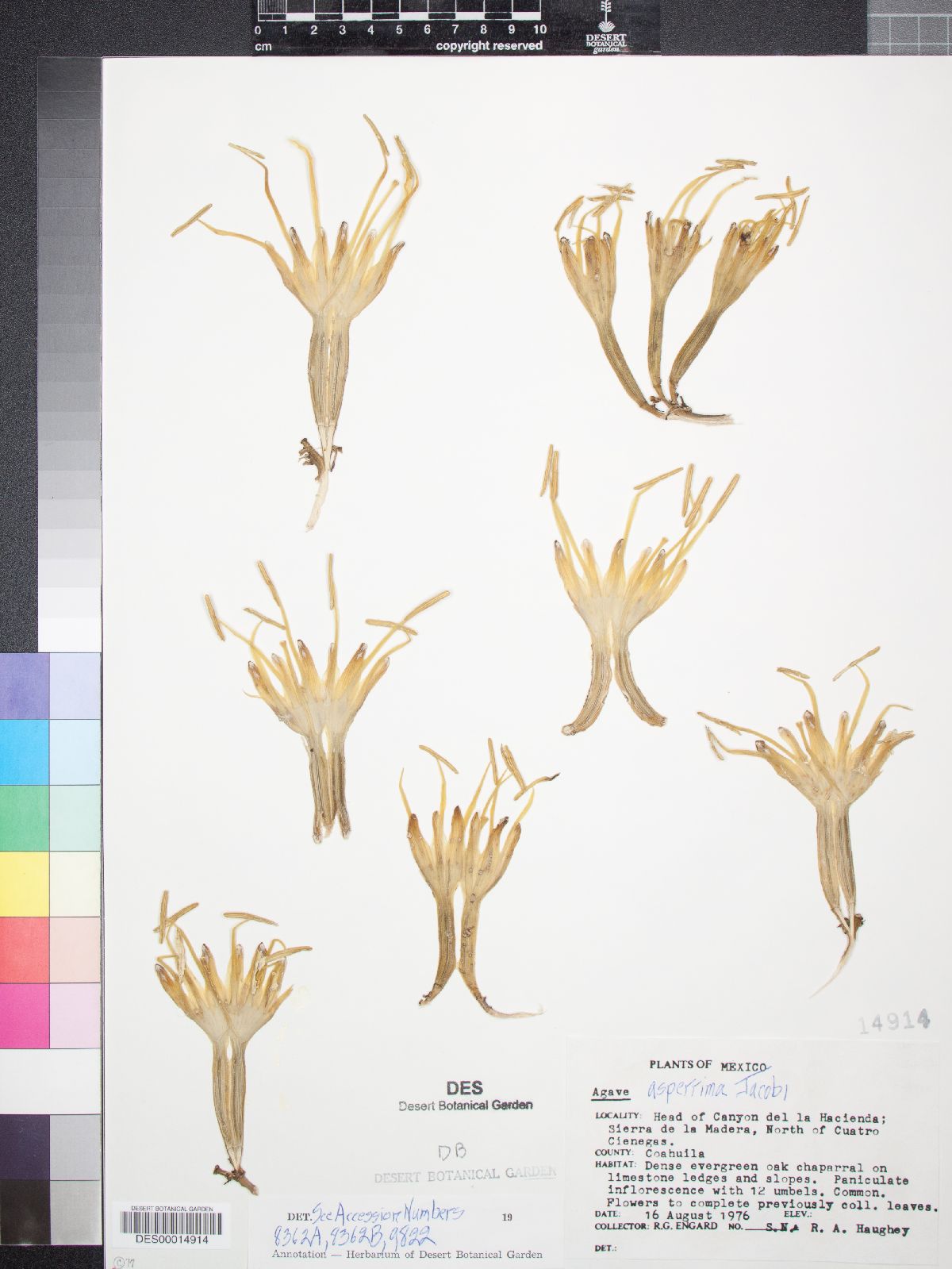 Agave asperrima image