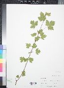 Acer glabrum image