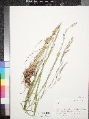 Bromus polyanthus image