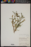 Astragalus lentiginosus var. diphysus image