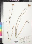 Juncus torreyi image