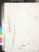 Carex aurea image