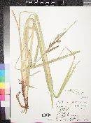 Carex thurberi image