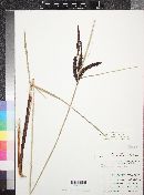 Carex obnupta image