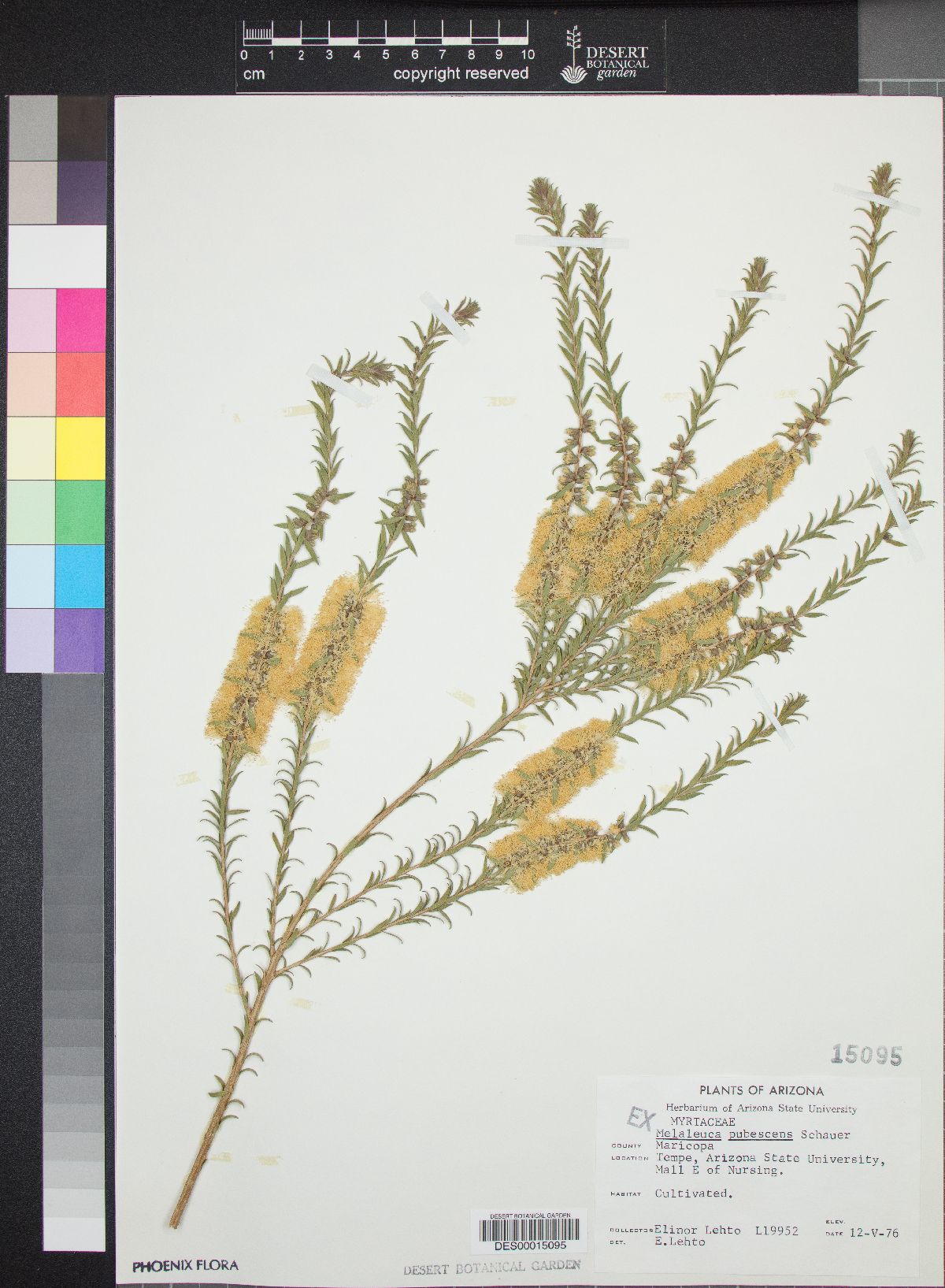 Melaleuca pubescens image