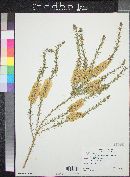 Melaleuca pubescens image